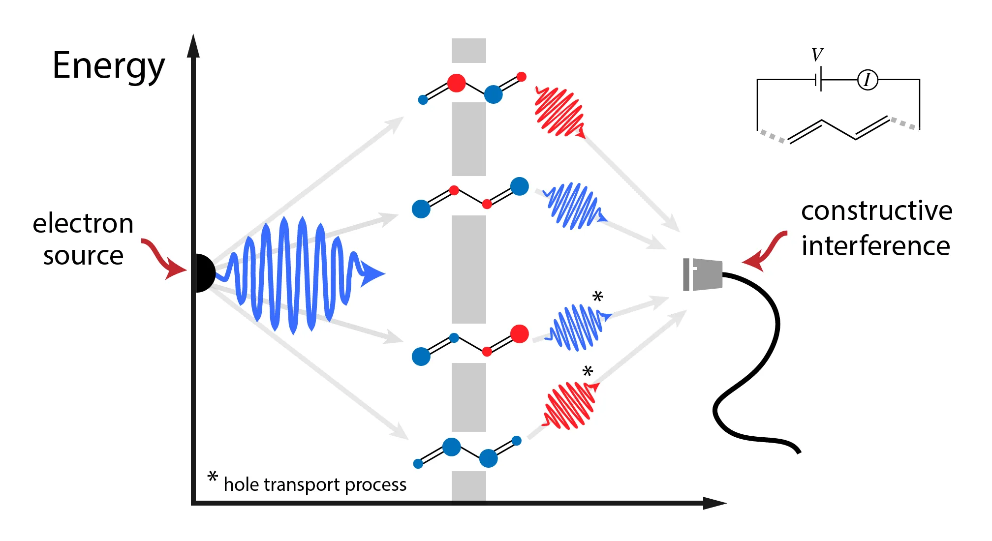 Transport through 1,3-butadiene